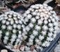 Preview: Mammillaria theresae minima GCG12504